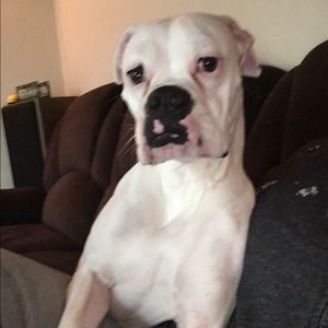 Meet your Posher, Allison